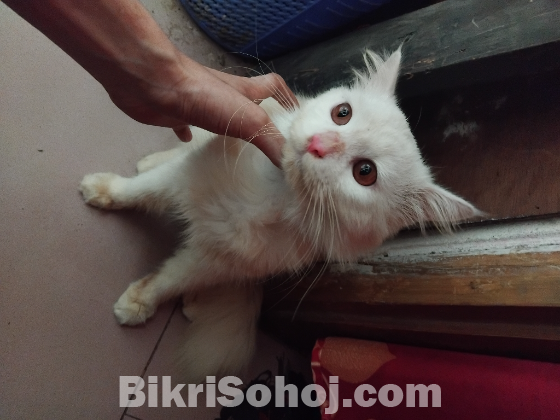 Persian cat male